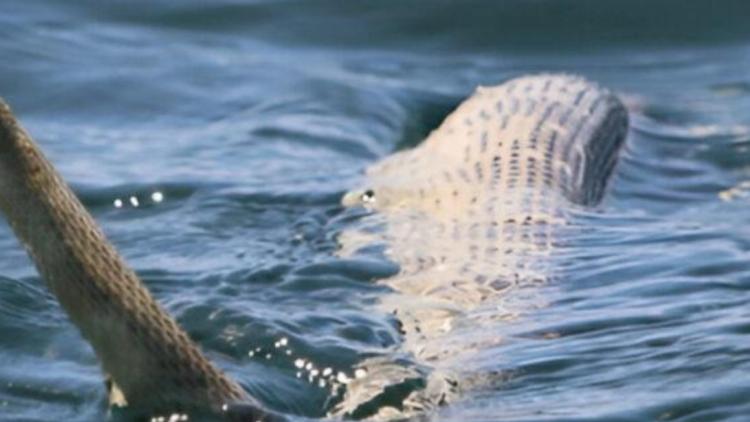 Nanga Körfezi’nde Deniz Yılanı ve Kaplumbağa Ölümleriyle İlgili İnceleme: Genişletilmiş Takip ve Olayın Detayları