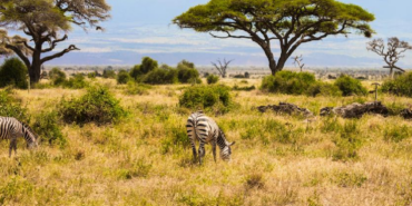 Kenya Savanında 18 Yıllık Deney Büyük Otçulların Ağaç Örtüsünü Nasıl Şekillendirdiğini Gösterdi