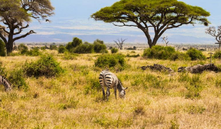 Kenya Savanında 18 Yıllık Deney Büyük Otçulların Ağaç Örtüsünü Nasıl Şekillendirdiğini Gösterdi