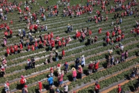 Avustralya'daki Çilek Çiftliğinde 1522 Kişiyle Yeni Guinness Rekoru Kırıldı