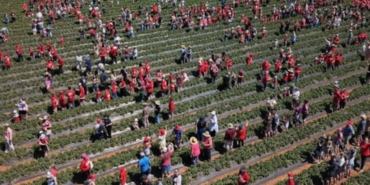 Avustralya'daki Çilek Çiftliğinde 1522 Kişiyle Yeni Guinness Rekoru Kırıldı