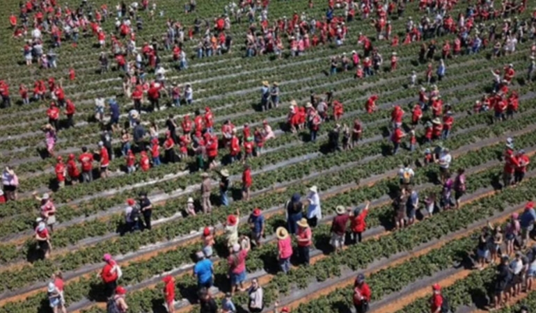 Avustralya’daki Çilek Çiftliğinde 1522 Kişiyle Yeni Guinness Rekoru Kırıldı